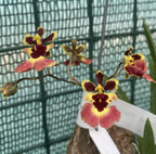 Tolumnia Jairak Flyer 'Carrot'