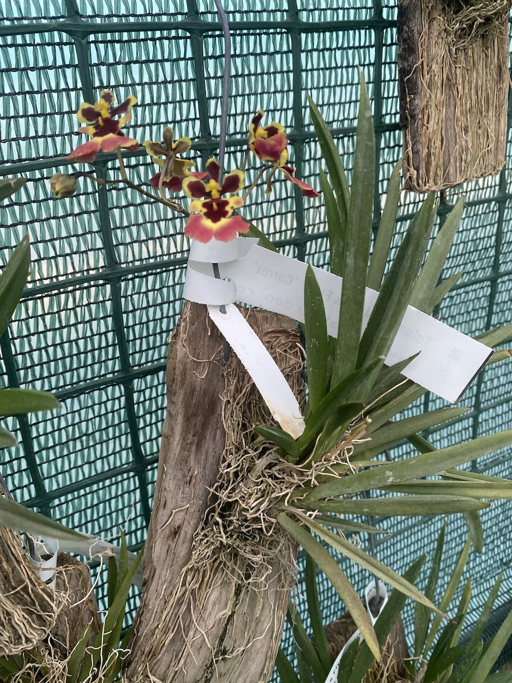 Tolumnia Jairak Flyer 'Carrot'