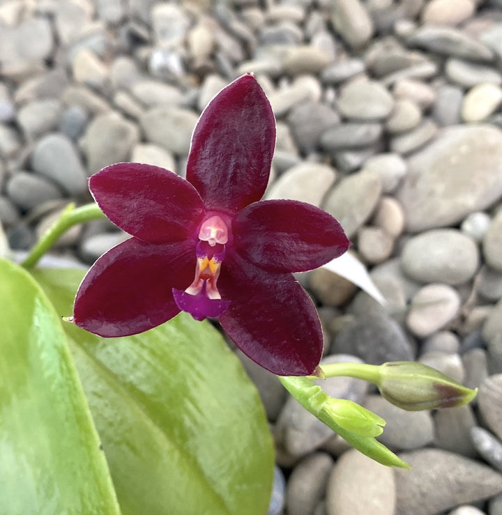 Phal. Dragon Tree Eagle × cornu-cervi var. chattaladae (4N)