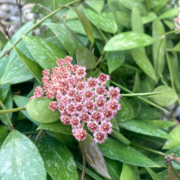 Hoya Memoria (Gracilis) - parfum de caramel, floarea de ceara la cel mai bun pret!