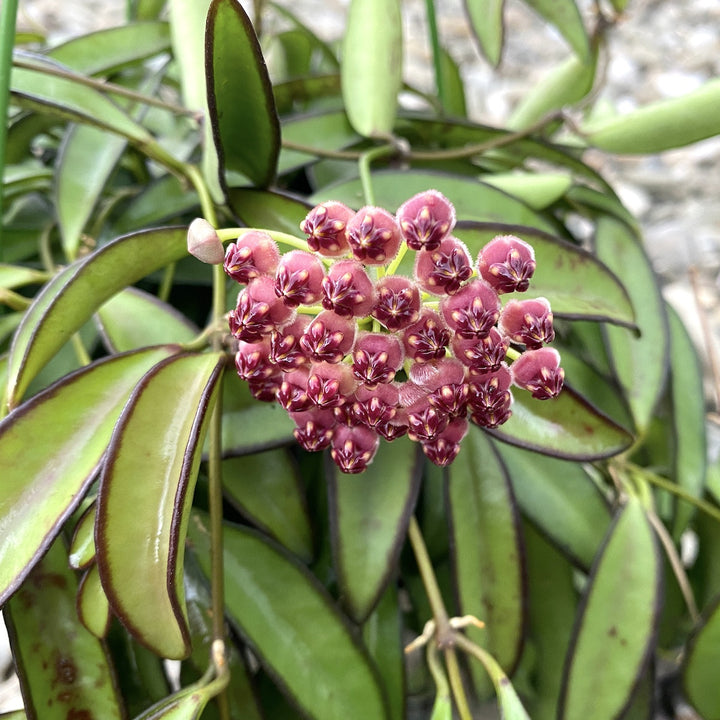 Hoya wayetii