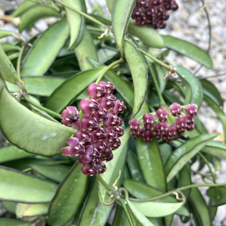 Hoya wayetii