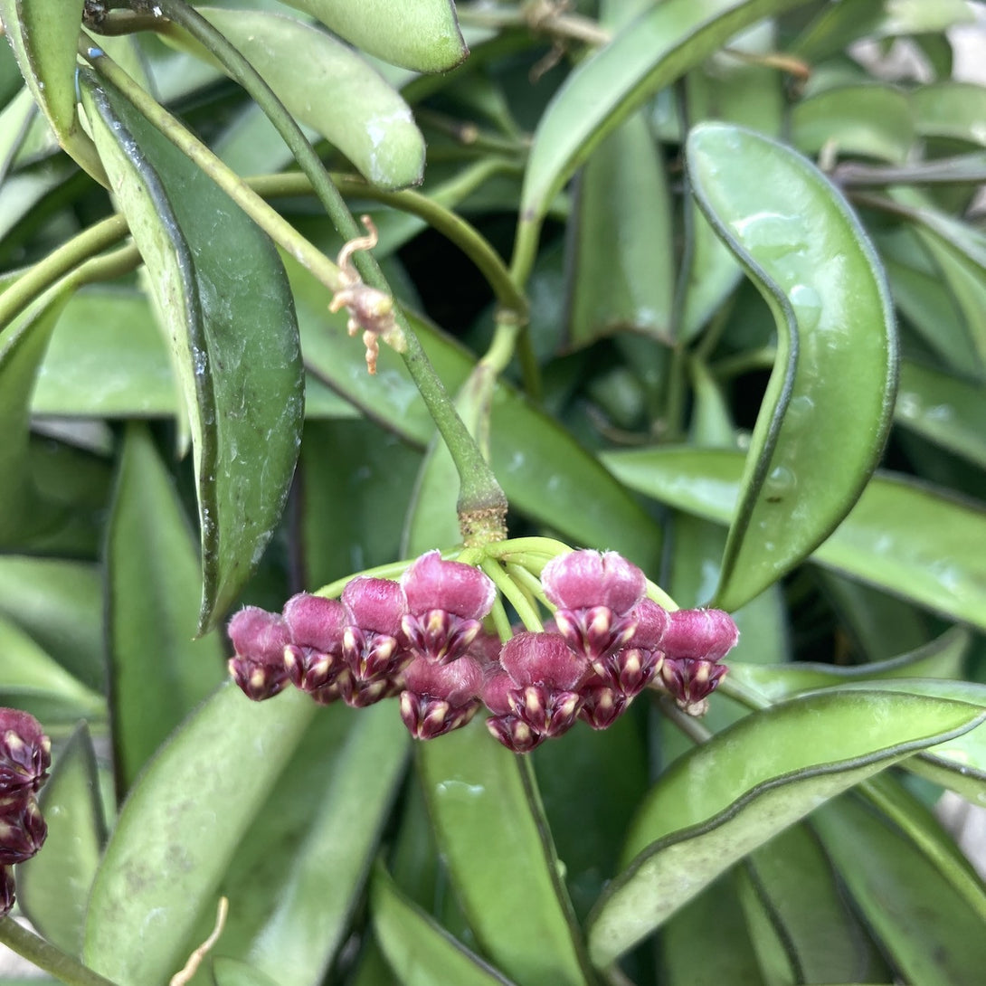 Hoya Wayetii, floarea de ceara, planta de vanzare - pret imbatabil online, cu livrare