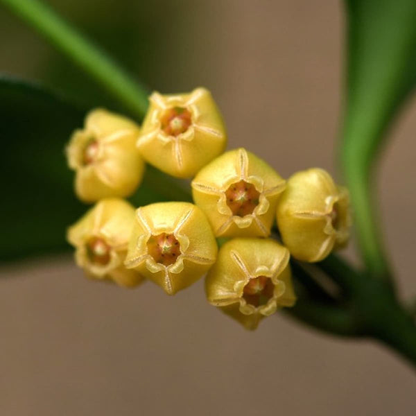 Hoya heuschkeliana 'Yellow'