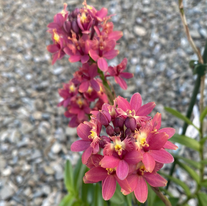 Epidendrum radicans XL