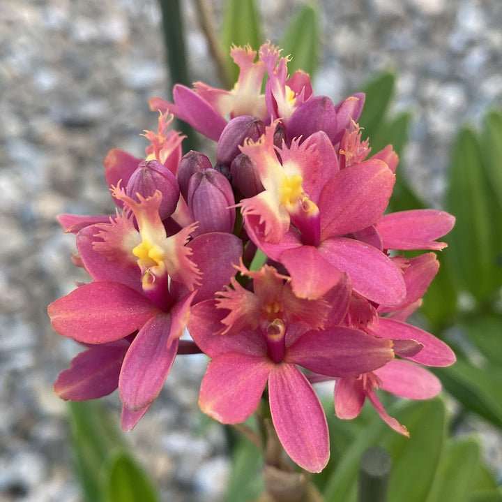 Epidendrum radicans XL