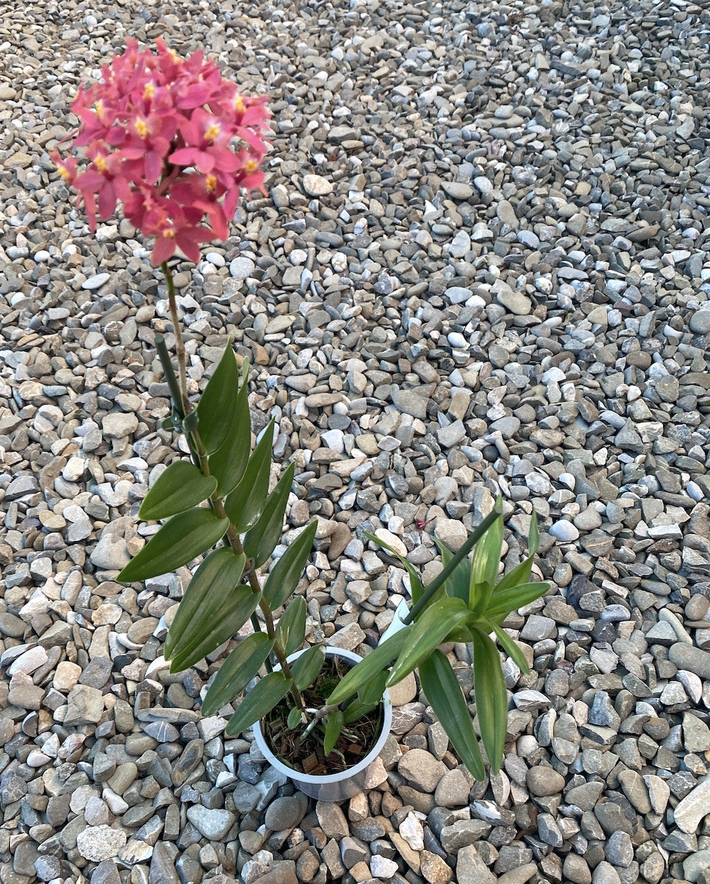 Epidendrum radicans XL