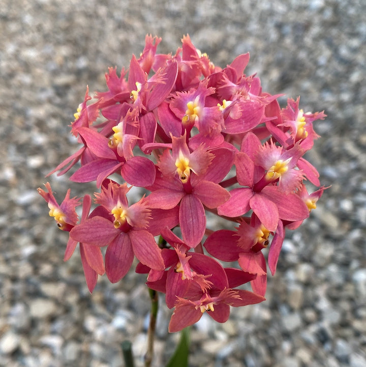 Epidendrum radicans XL