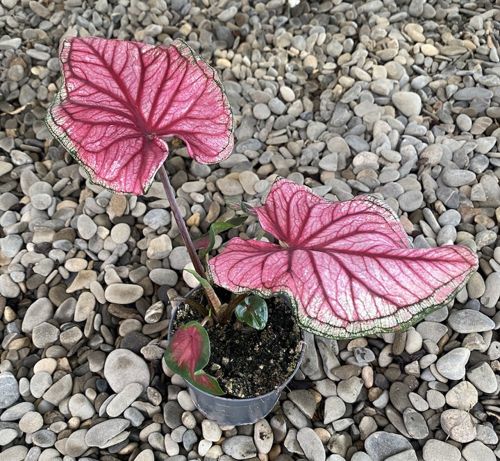 Caladium Sweetheart