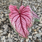 Caladium Sweetheart