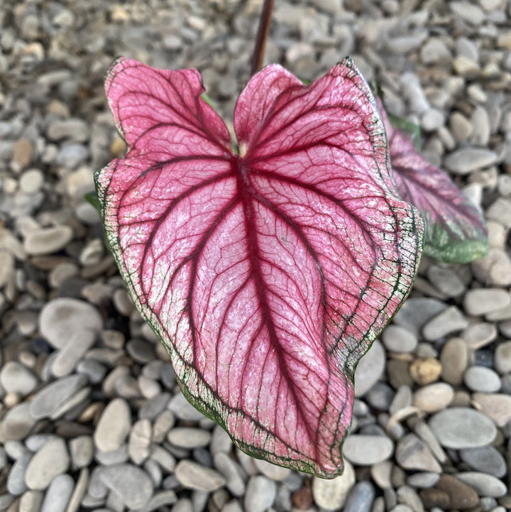 Caladium Sweetheart