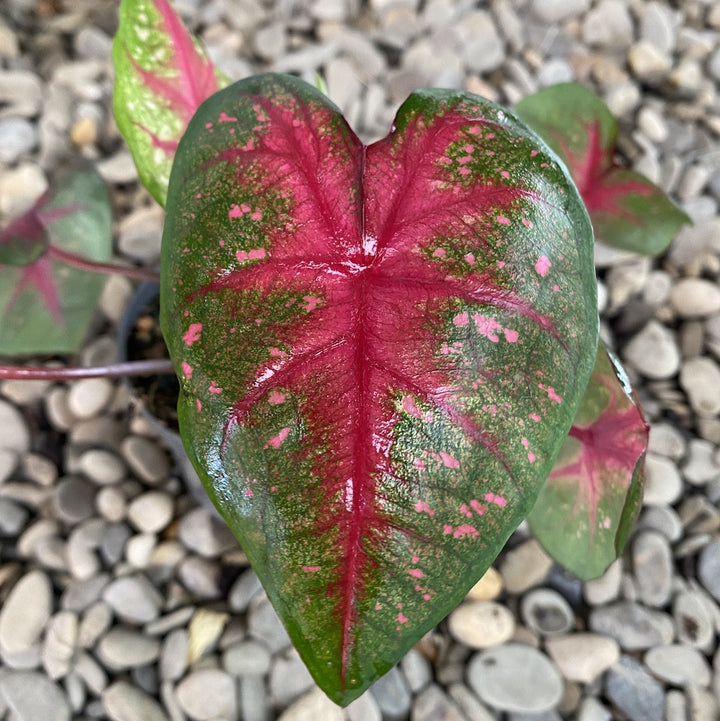 Caladium Bombshell