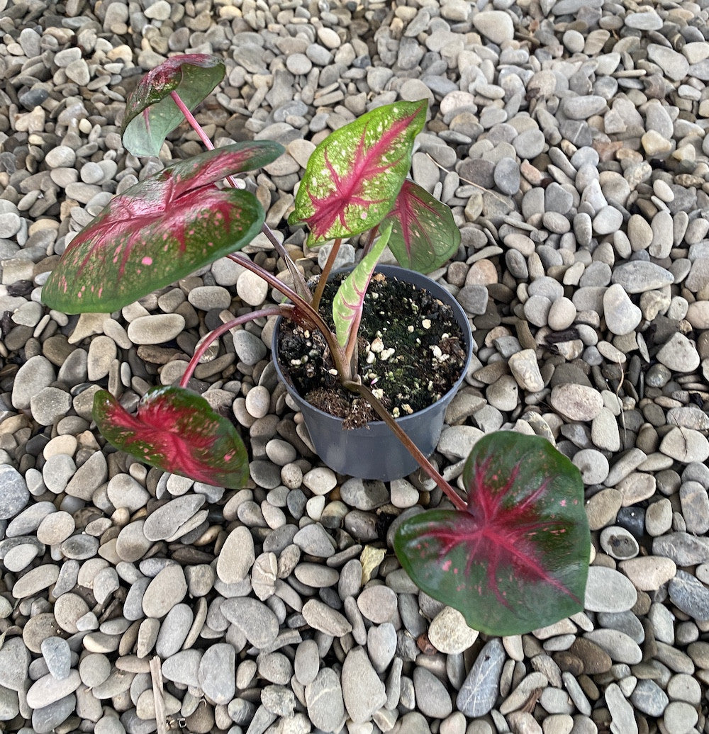 Caladium Bombshell