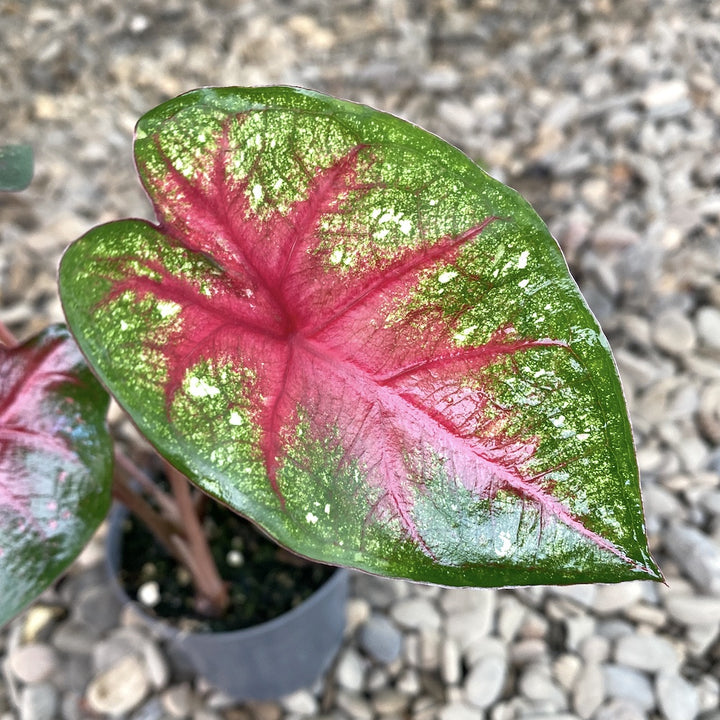 Caladium Bombshell