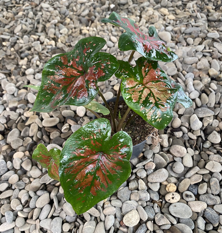 Caladium Party Punch