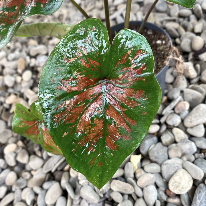 Caladium Party Punch