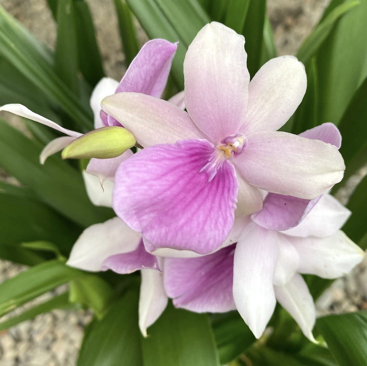 Miltonia Honolulu Dark Lip