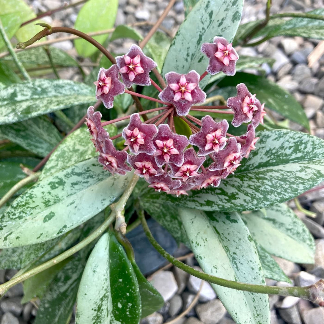 Hoya pubicalyx 'Reva' (super splash)