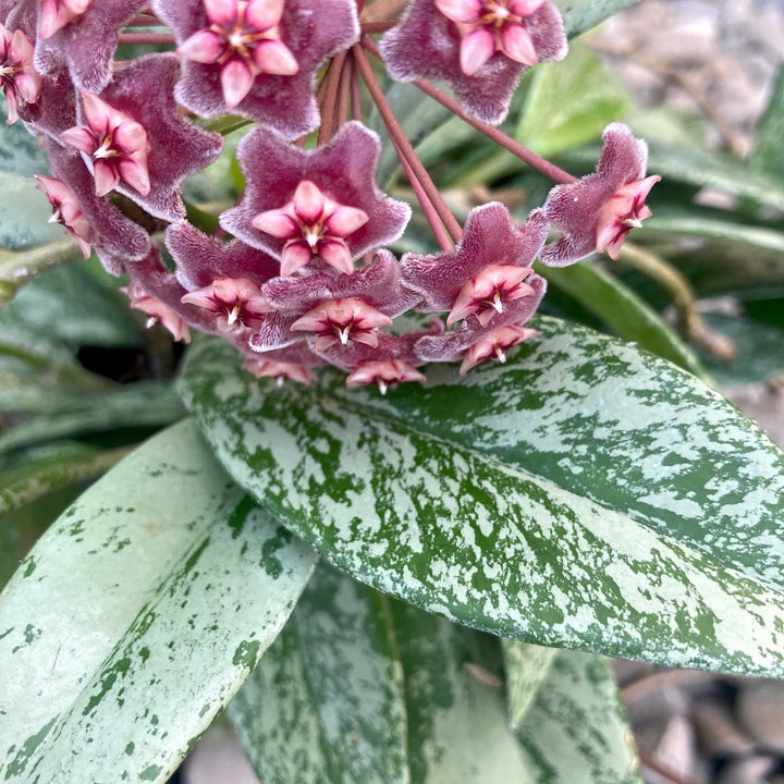 Hoya pubicalyx 'Reva' (super splash)