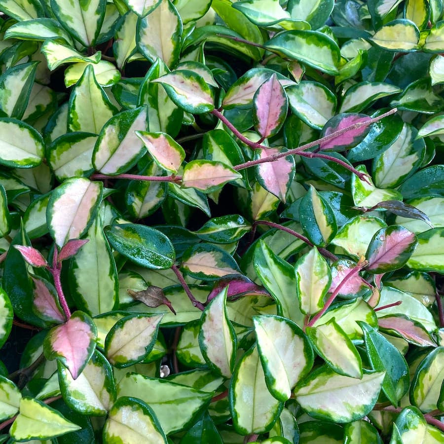 Hoya carnosa 'Tricolor' (Krimson Princess) D6 2pp parfumata