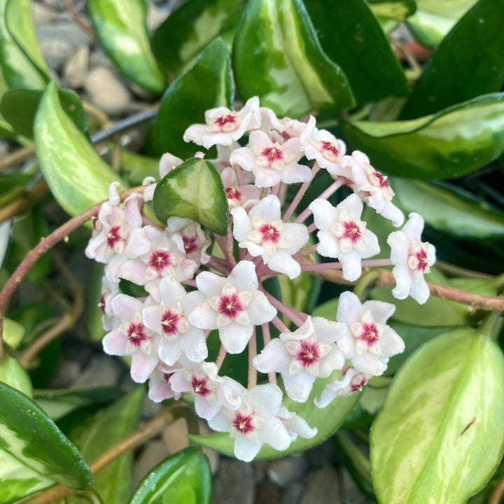 Hoya carnosa 'Tricolor' (Krimson Princess)