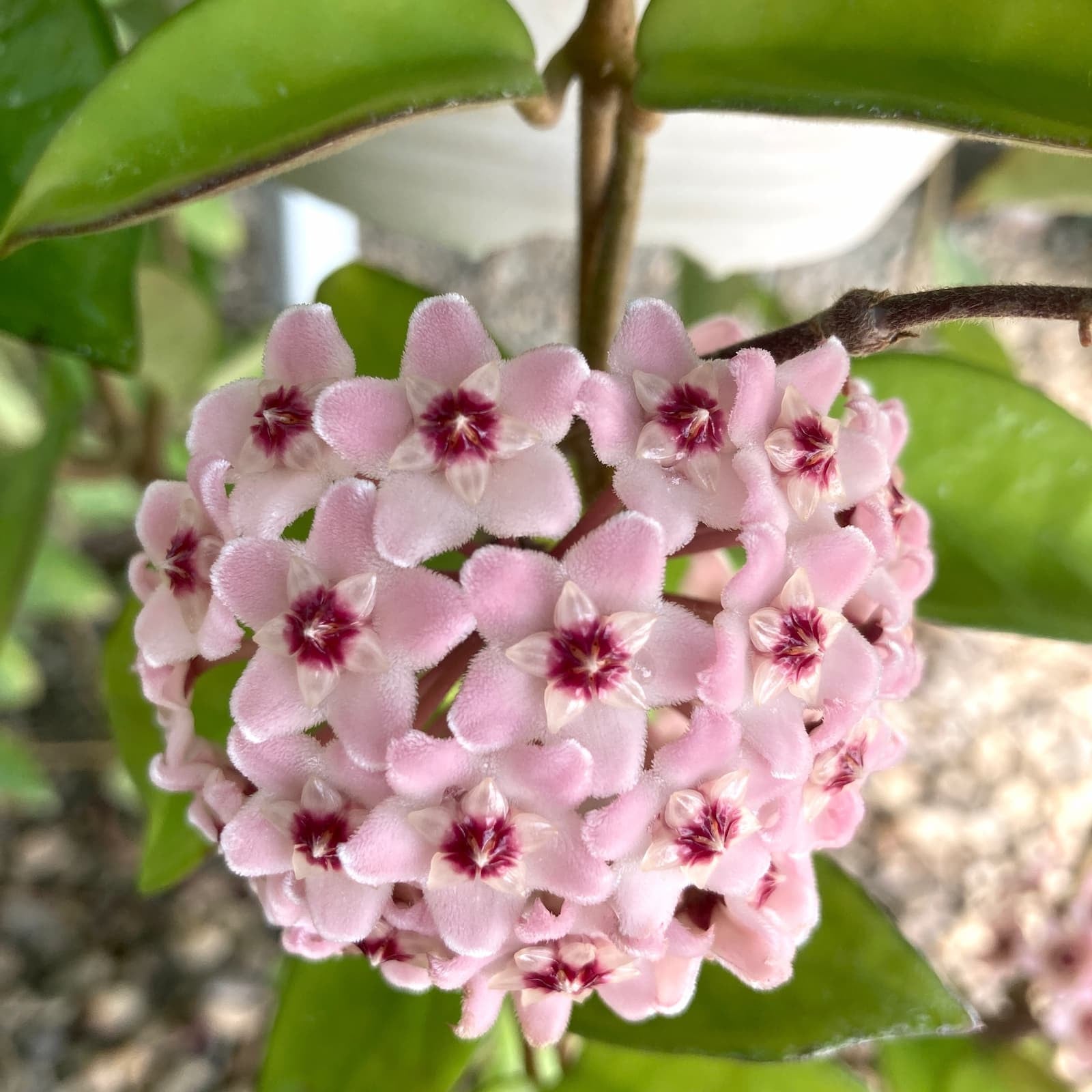 Hoya carnosa ‘Green Exotica’ (pink flowers)