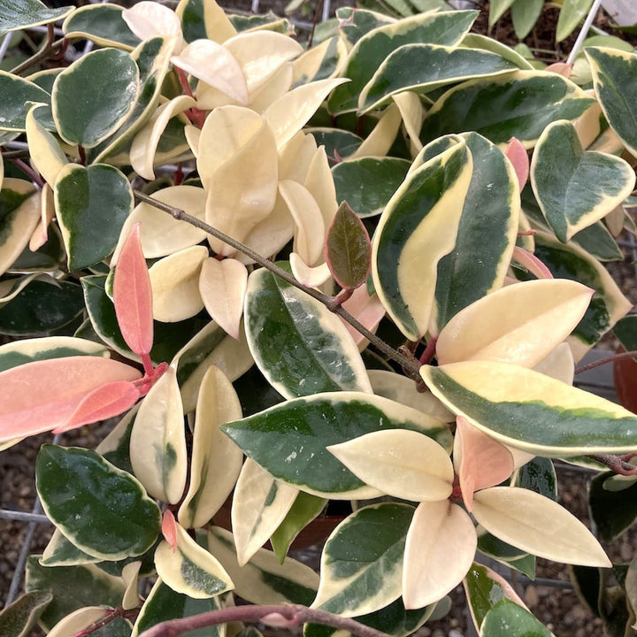 Hoya carnosa 'Krimson Queen' *parfumata