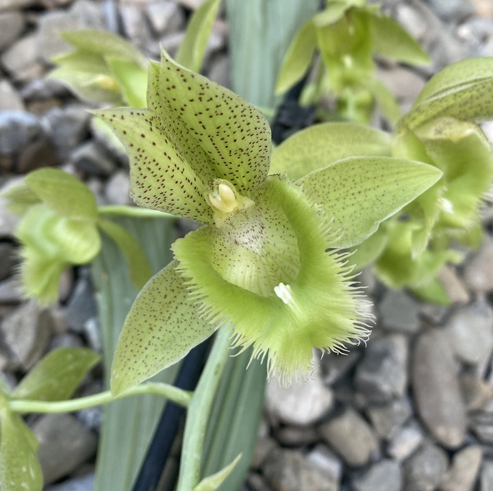 Clowesetum Jumbo Apollo