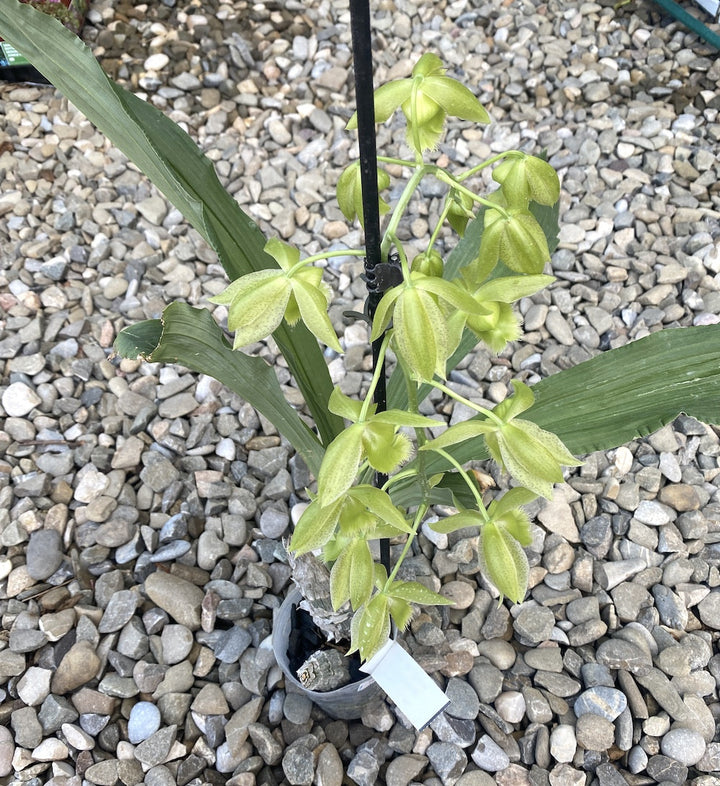 Clowesetum Jumbo Apollo