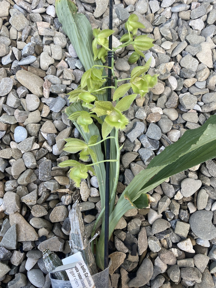 Clowesetum Jumbo Apollo