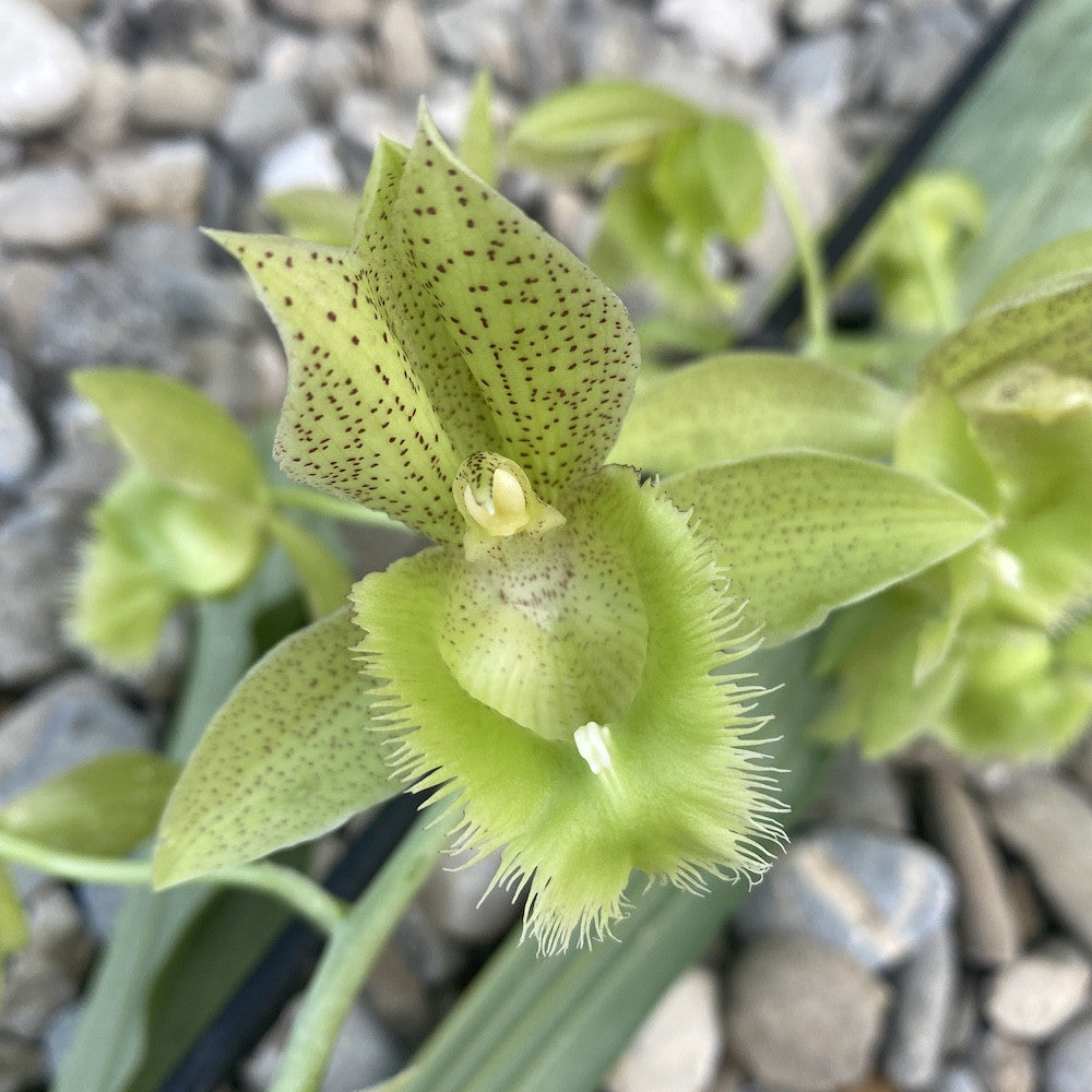 Clowesetum Jumbo Apollo