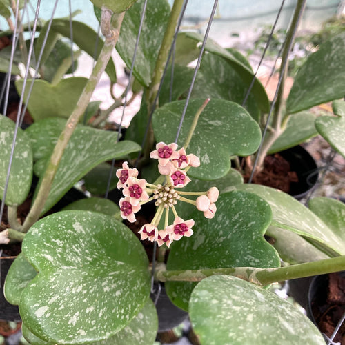 Hoya kerrii 'Splash' – Secret Garden Plant Shop