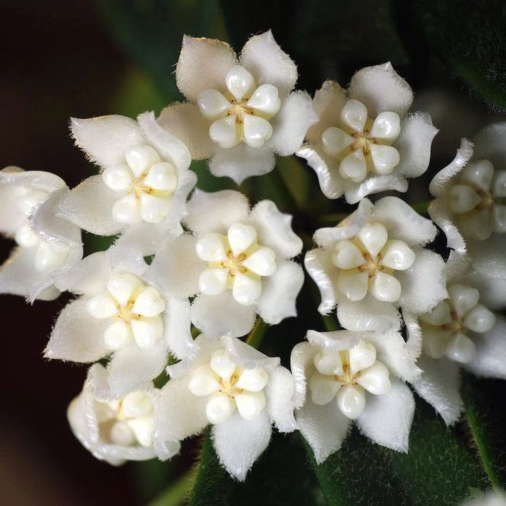 Hoya Thomsonii floarea de ceara, planta de vanzare - pret imbatabil online, cu livrare