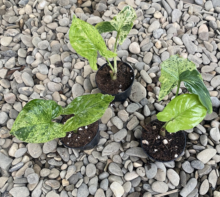 Syngonium podophyllum Mottled 'Mojito' *babyplant