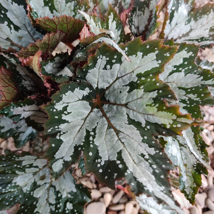 Begonia Sumatra Green