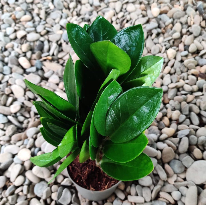 Zamioculcas zamiifolia 'Supreme'