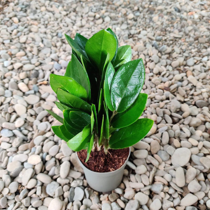 Zamioculcas zamiifolia 'Supreme'