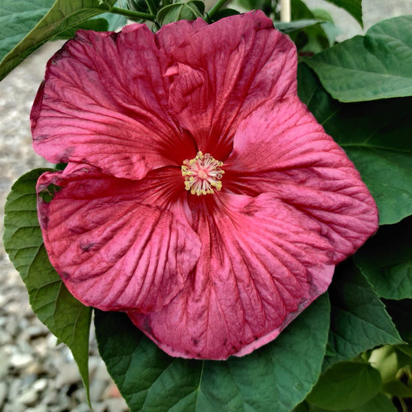 Trandafir japnoez, Hibiscus Moscheutos Luna Red - floarea mare, pret atractiv