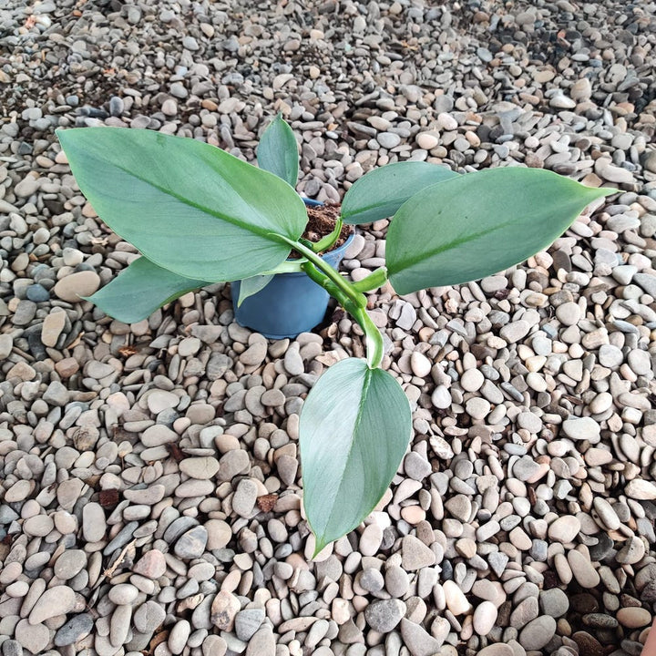 Philodendron Silver Grey