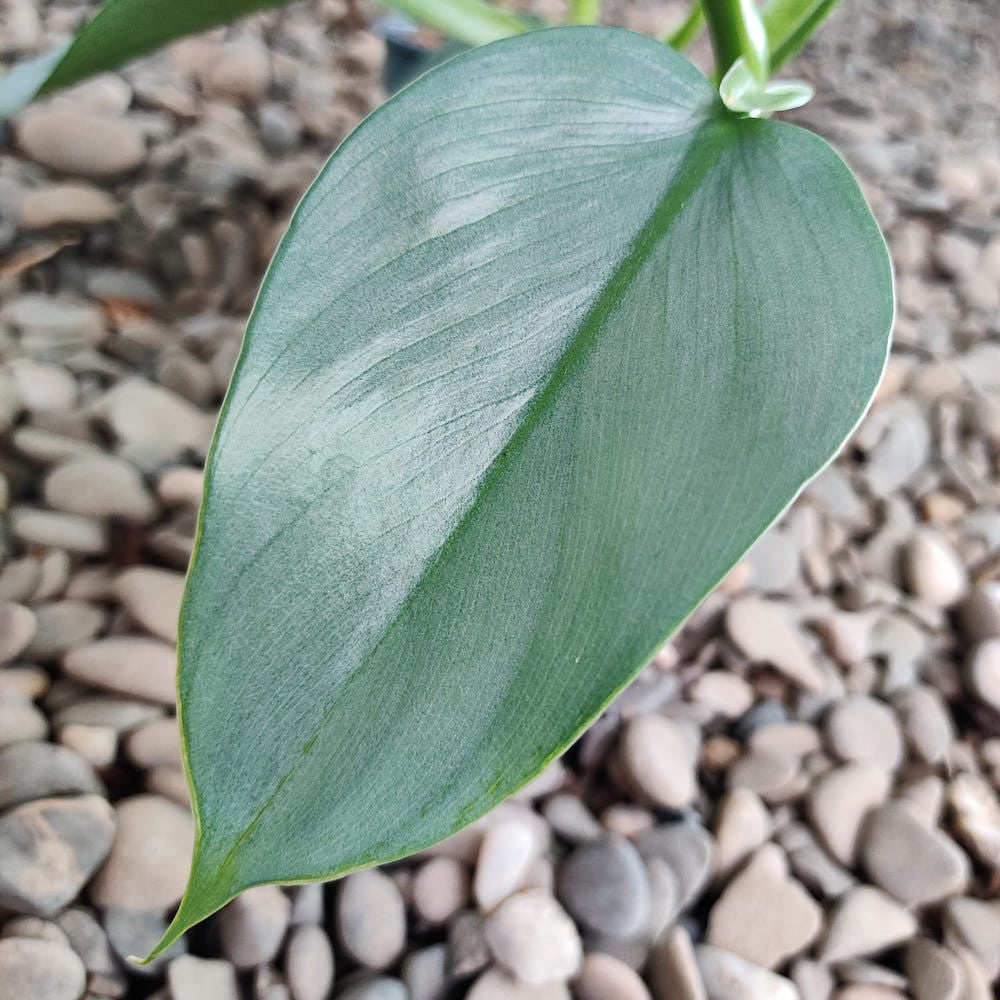 Philodendron Silver Grey – Secret Garden Plant Shop