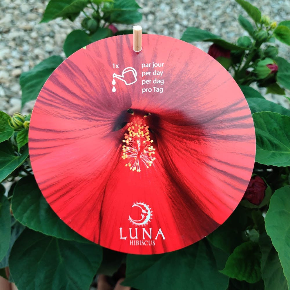 Trandafir japnoez, Hibiscus Moscheutos Luna Red - floarea mare, pret atractiv