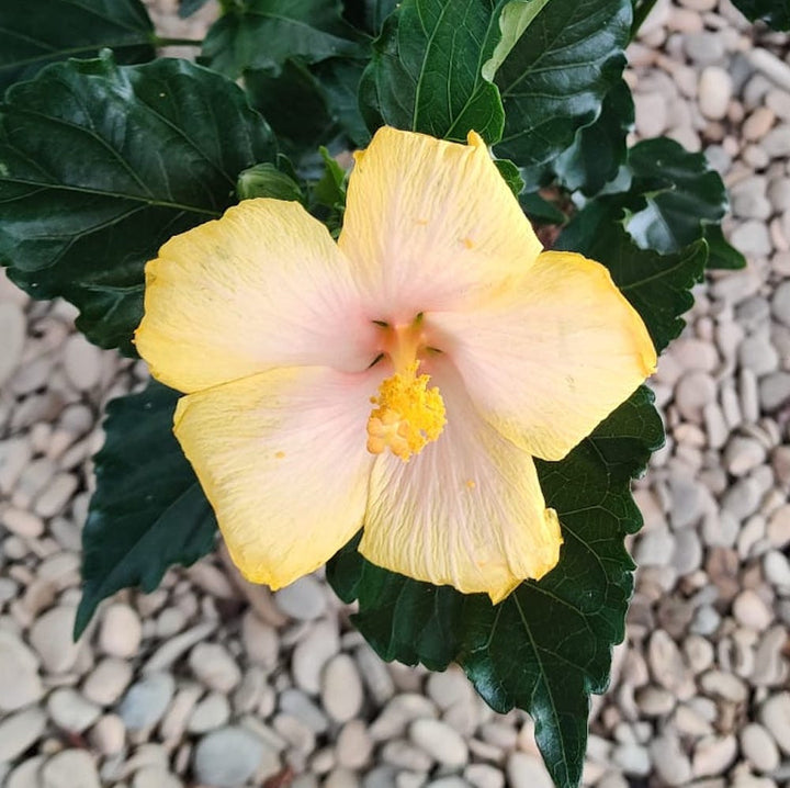 Hibiscus Yellow - trandafir japonez galben