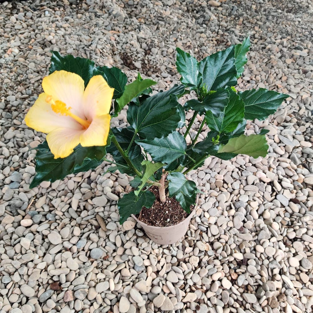 Hibiscus Yellow - trandafir japonez galben