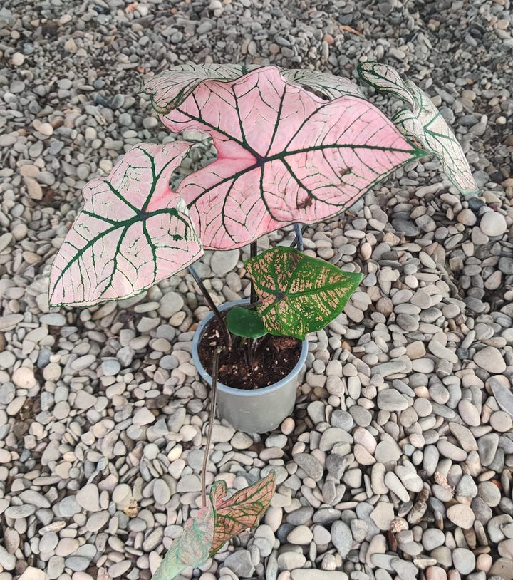 Caladium Spring Fling