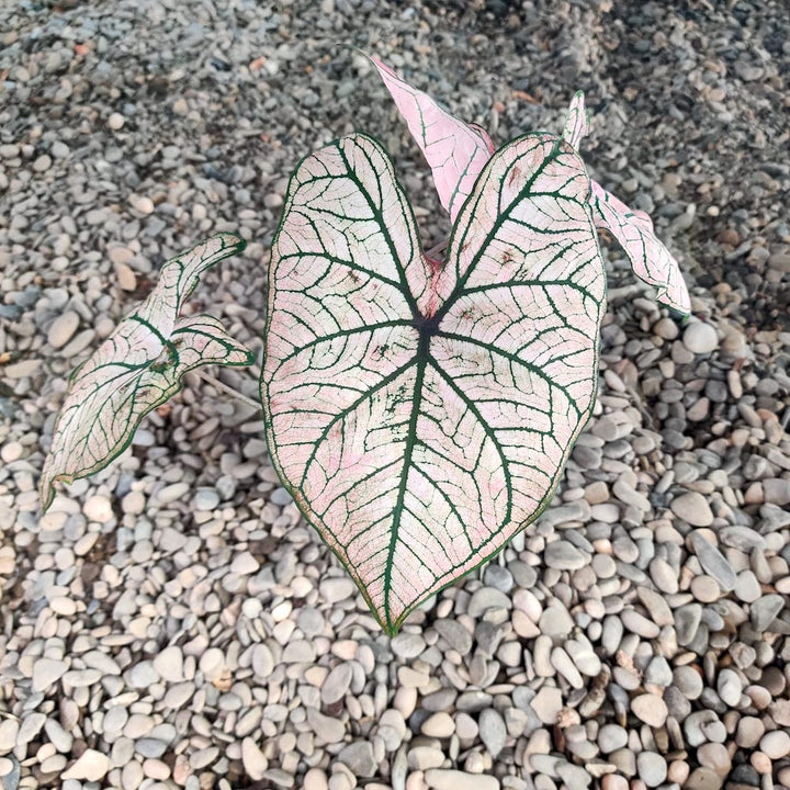 Caladium Spring Fling