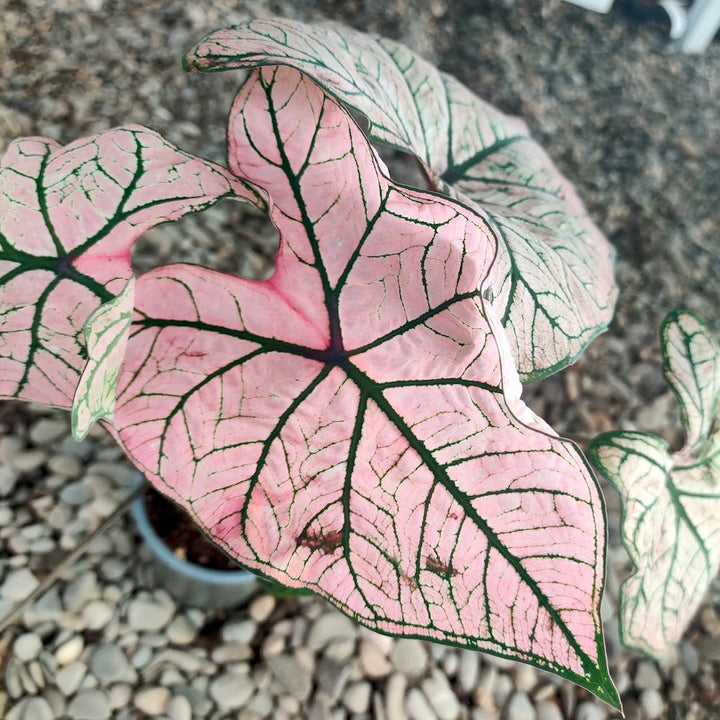 Caladium Spring Fling