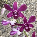Dendrobium Hirochi