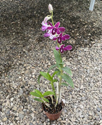 Dendrobium Hirochi