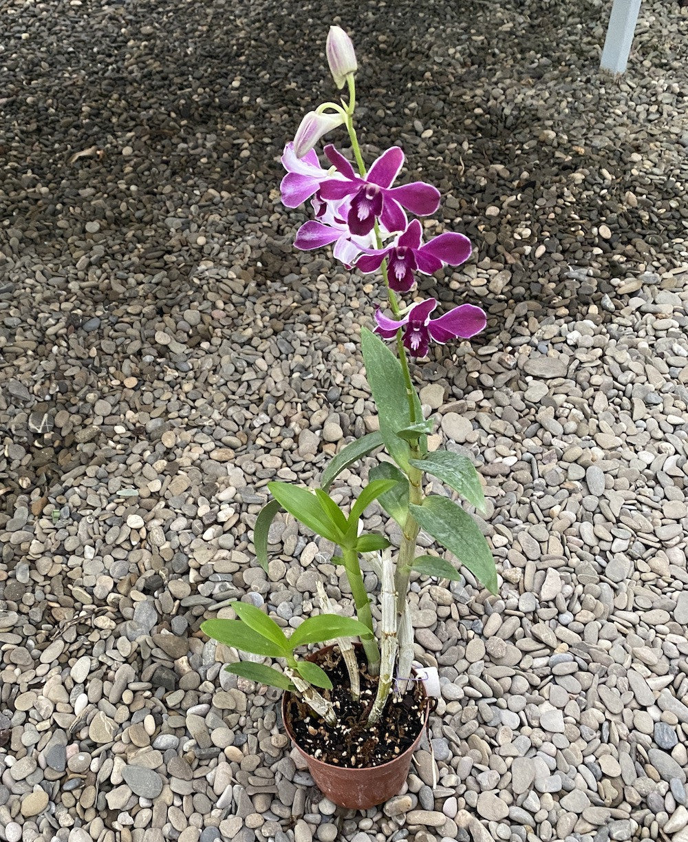 Dendrobium Hirochi