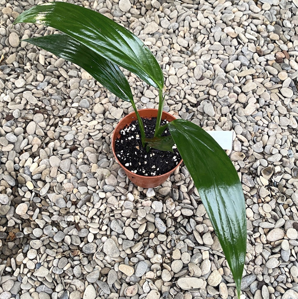 pothos amplifolia Epipremnum amplissimum (Pothos amplifolia) – Secret Garden Plant Shop